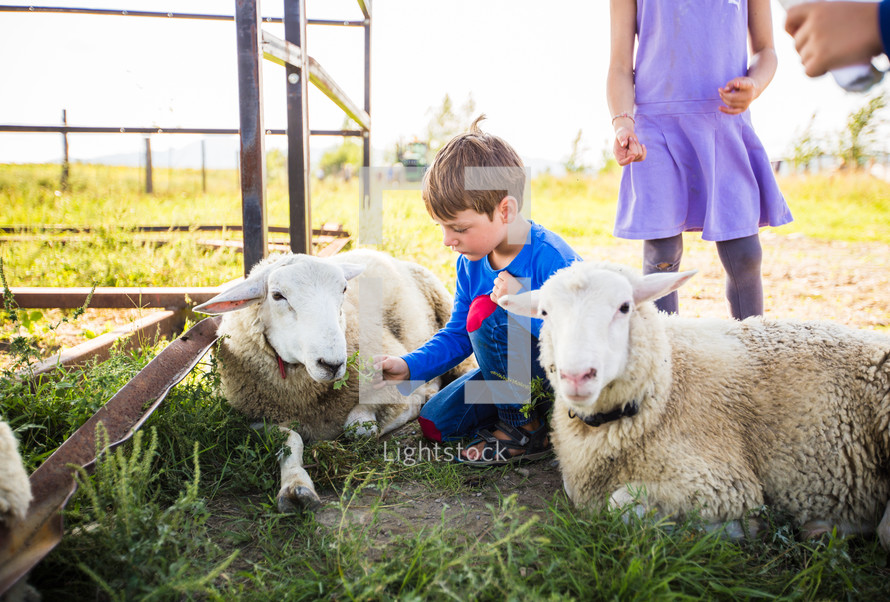 kids with a sheep 
