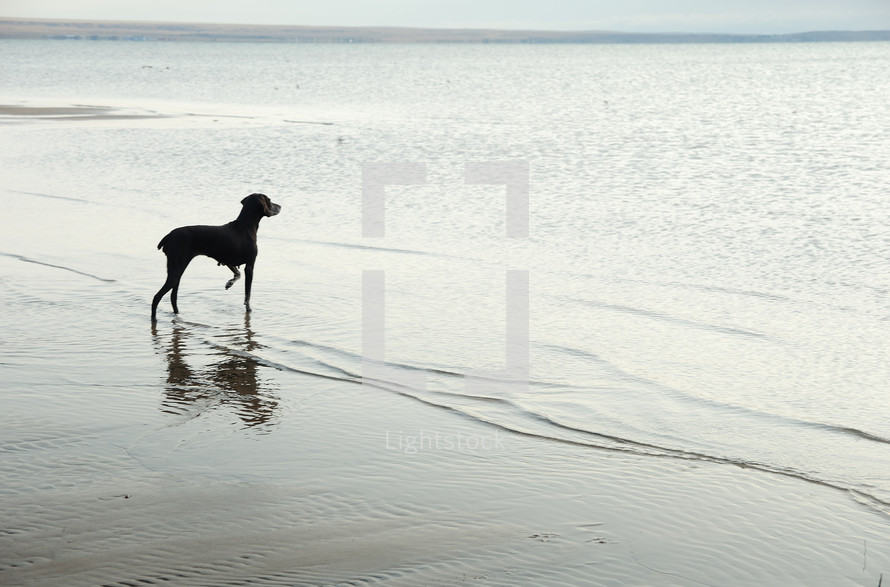 a dog on a beach 