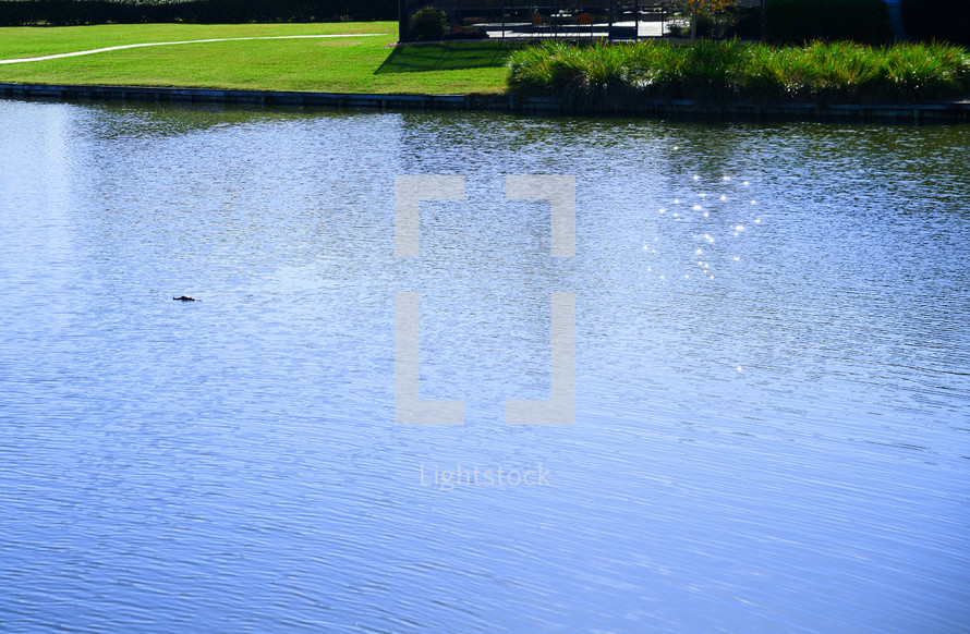 alligator in a Lake in residential district, Florida
