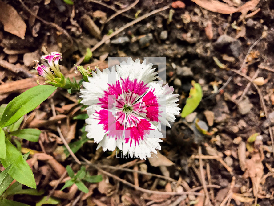 peppermint flower 