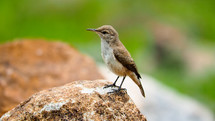  Rock Wren hopping from rock to rock, pausing for a pose. 