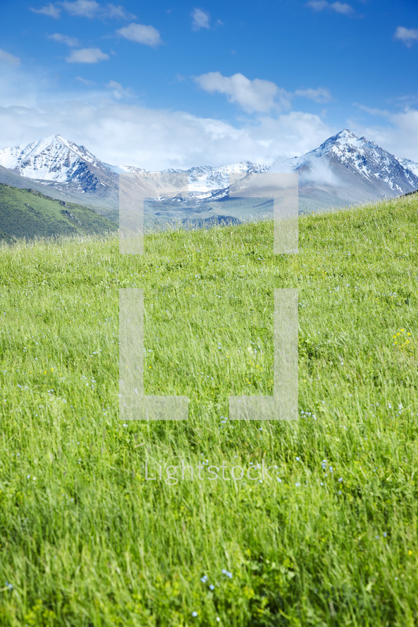 meadow of green grasses and snow capped mountain 