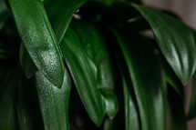 damp green leaves on a house plant 