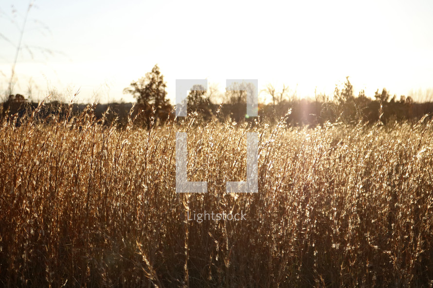 warm sunlight on brown grasses in a field 
