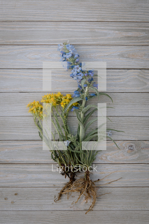 blue and yellow flowers on wood 