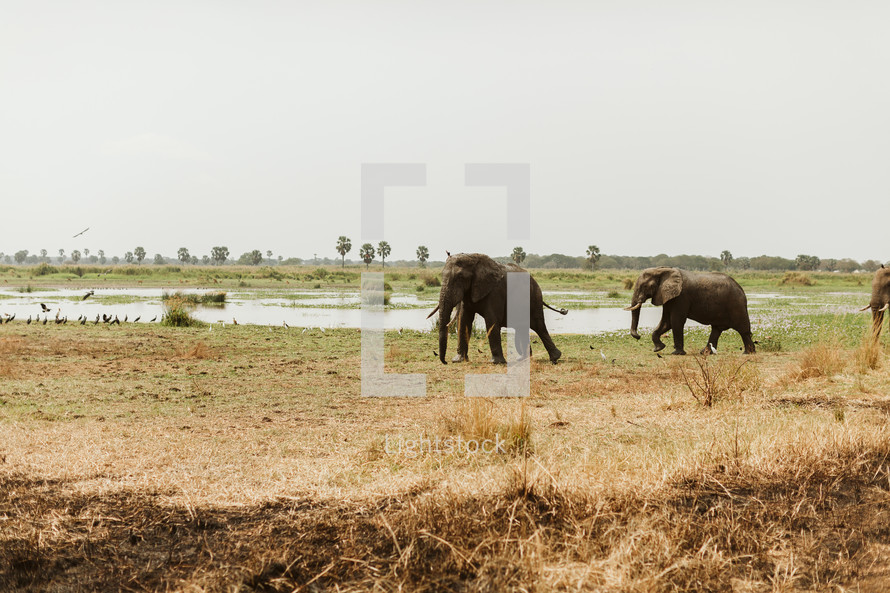 elephants in Uganda 
