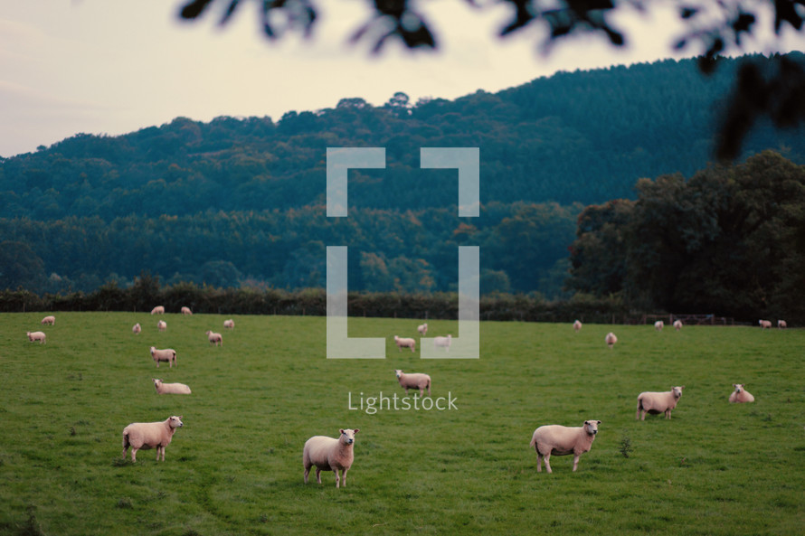 flock of sheep in a pasture
