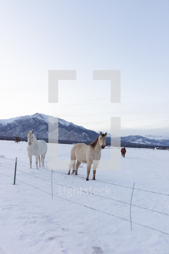 horses in a pasture in snow 