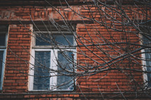 Old wooden windows and tree branch