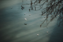 Seagulls in the water
