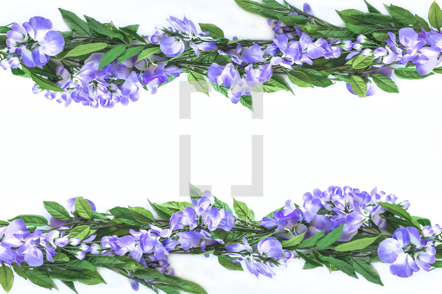 purple flowers on white 