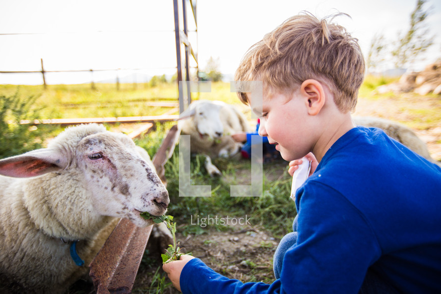 kids with a sheep 