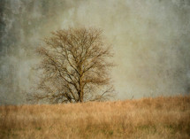 bare tree in a field 