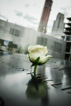yellow rose in the 911 memorial 