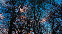 tree branches on bare trees at sunset 