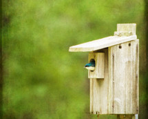 bird in a birdhouse 