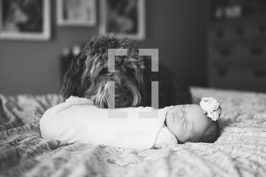 dog with a swaddled newborn baby girl 