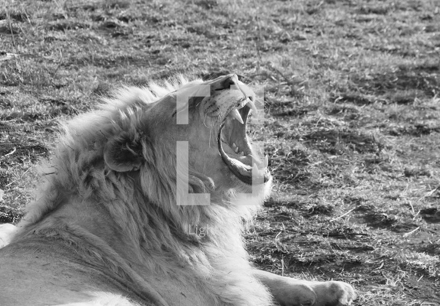 lion's roar