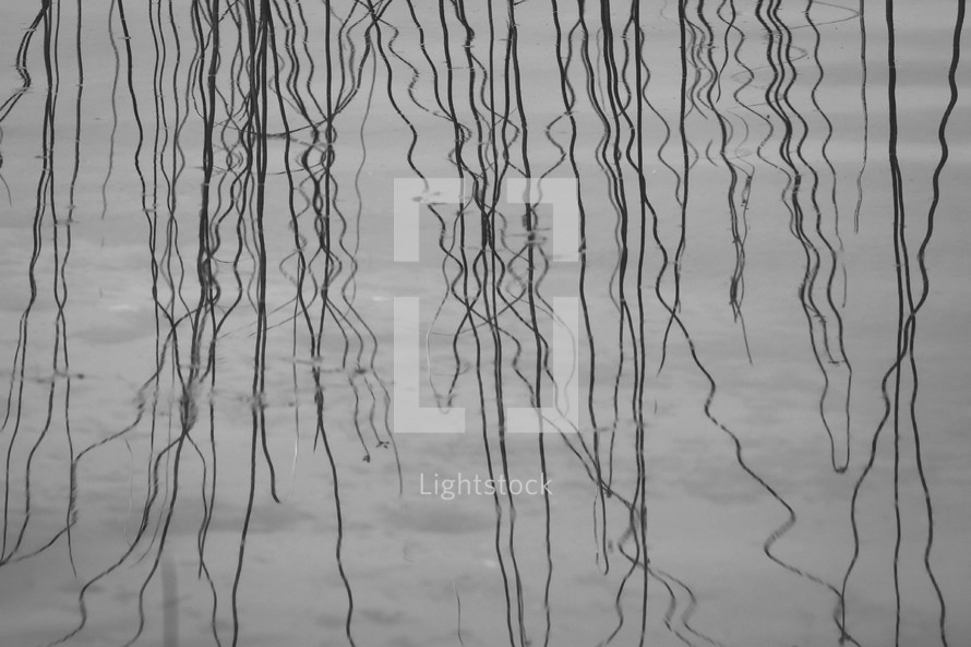 reflection of branches on lake water 