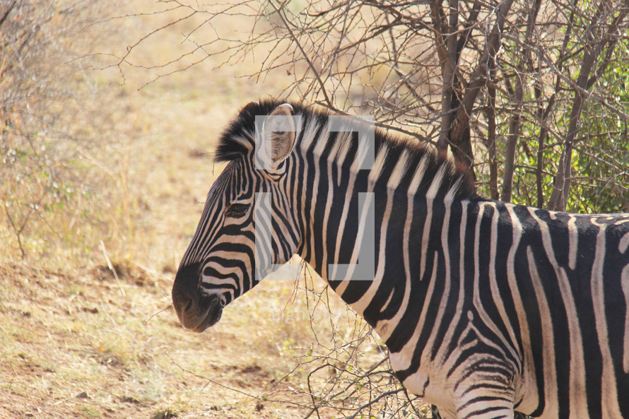 Zebra in the savanna 