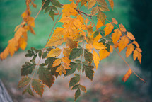 Yellow autumn leaves, Green and yellow leaves, Autumn maple leaves, autumn landscape