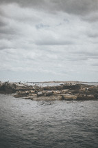 sea lions on rocks 