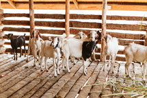 goats on a farm in Uganda 