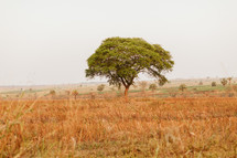 tree in a field in Uganda 