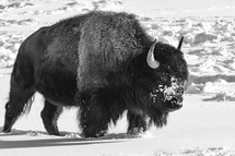 buffalo in snow 