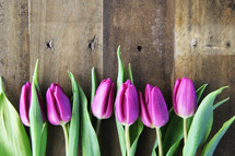 A row of purple tulips laying on a wooden surface.