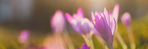 purple flowers outdoors 