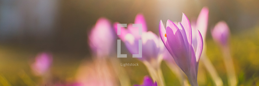 purple flowers outdoors 