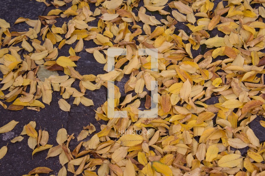 yellow fall leaves on asphalt 
