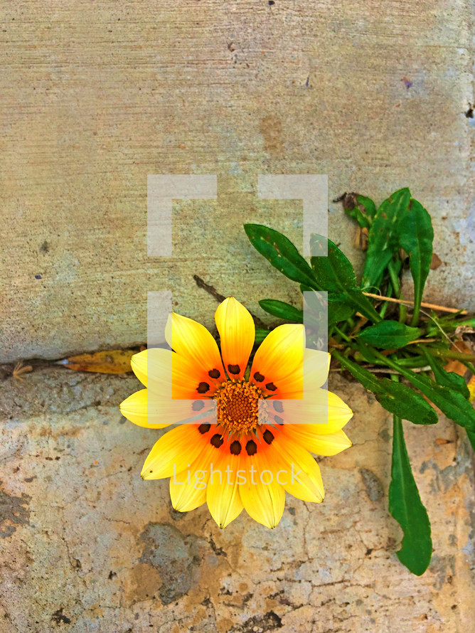 yellow flower growing in a crack 