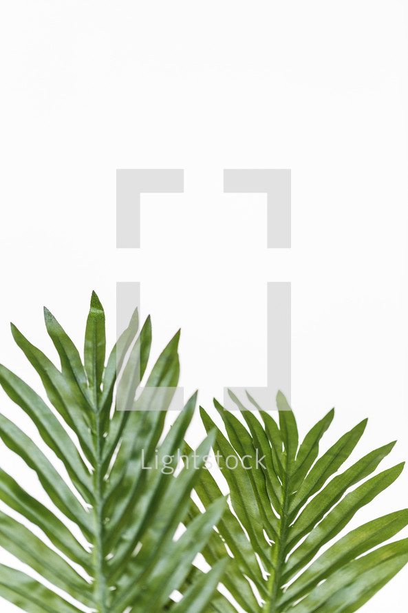 palm leaves 