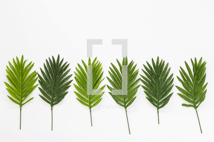green palm leaves 