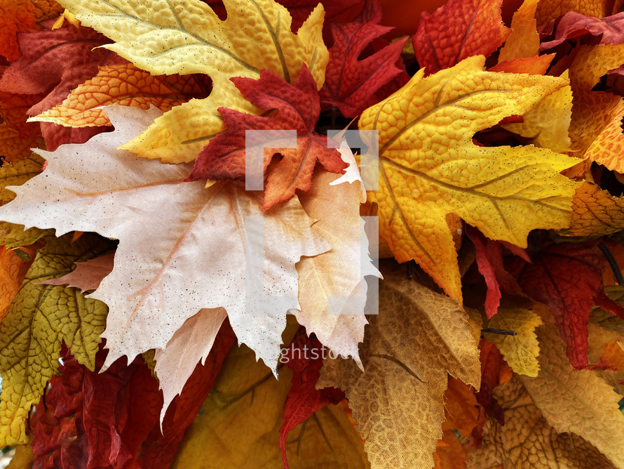 Close Up of Colorful Autumn Maple Tree Leaves, Multicolor Fall Season Leaf Background Texture