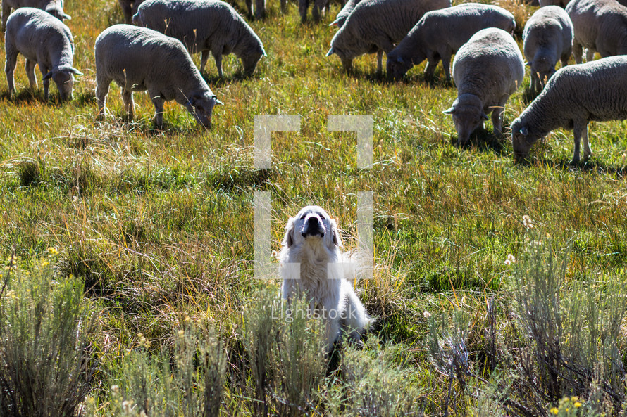 sheep dog and sheep 