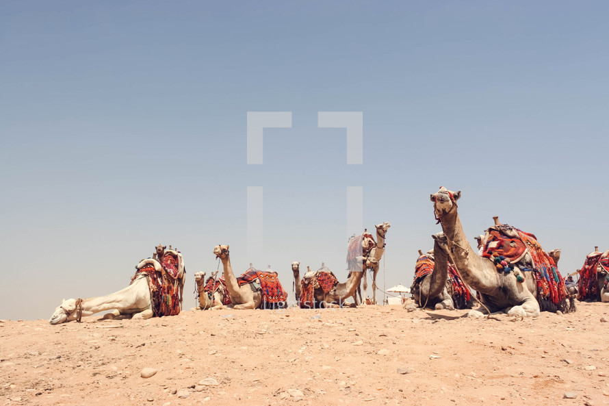 resting camels in the desert 