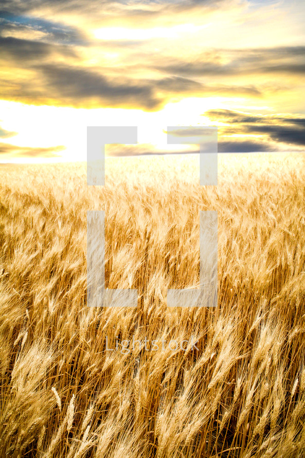 golden wheat in a field 