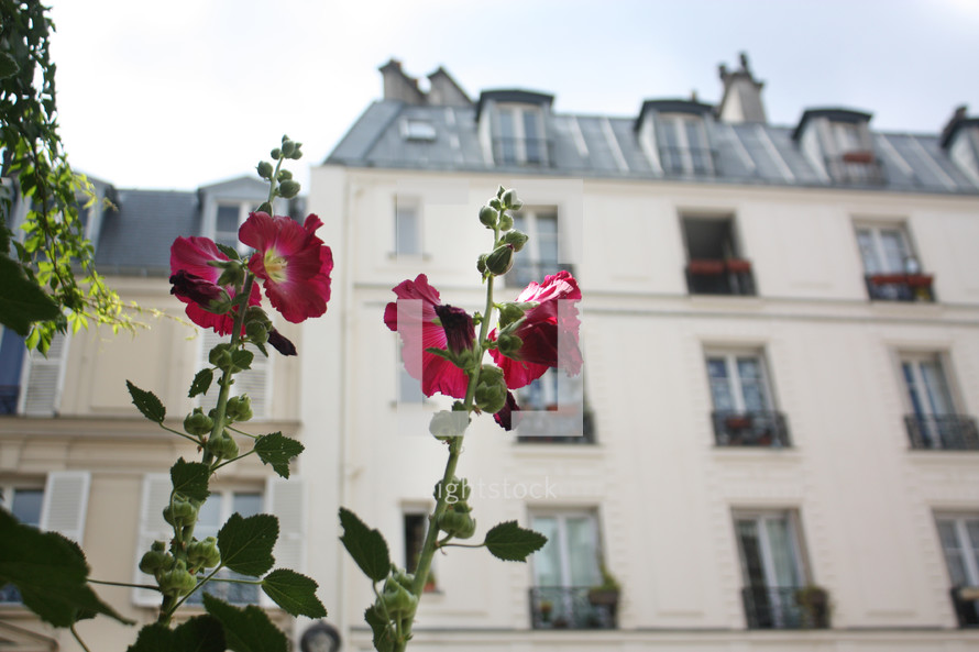 Paris flowers 