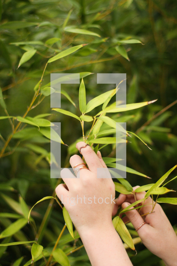 hands touching the leaves on a bush 