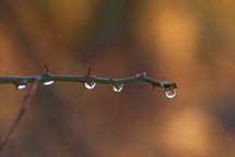 raindrops on thorns 