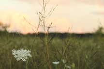 white flowers in a field at dusk