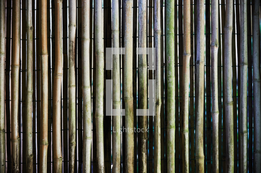 bamboo fence 