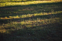 sunlight and shadows on a lawn 