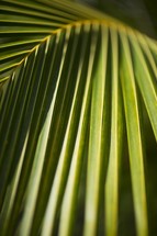 palm fronds closeup