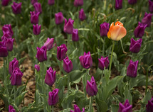 single orange tulips among a field of purple tulips 