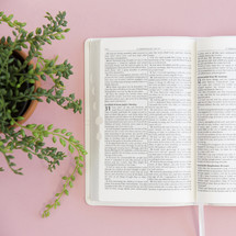 pink background, Bible, house plant, morning devotional, table