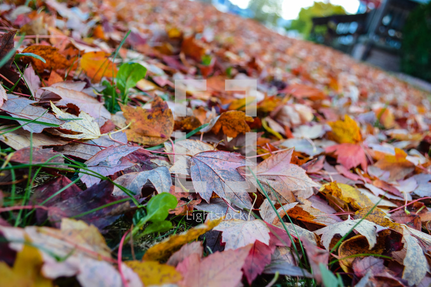 Autumn Leaves 